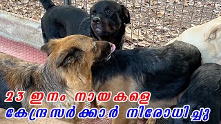 😳 Pitbull rottweiler എല്ലാത്തിനേയും കേന്ദ്രം നിരത്തിപ്പിടിച്ച് നിരോധിച്ചു😳  Govt bans 23 dog breeds [upl. by Neiman396]