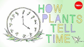 How plants tell time  Dasha Savage [upl. by Oliva]