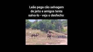 Leão pega cão selvagem de jeito e amigos tenta salvalo  veja o desfecho [upl. by Suiddaht]