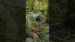 supreb lyrebird practicing birds [upl. by Cowden]