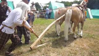 Archéologie expérimentale gauloise  araire attelée PORTES DE LHISTOIRE [upl. by Felizio640]