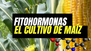 Cómo usar Fitohormonas en el cultivo de maíz 🌽 Aumenta el rendimiento de tus cosechas ✅ [upl. by Ehtnax]