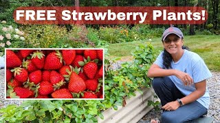 Get Free Strawberry Plants From Runners [upl. by Manbahs]