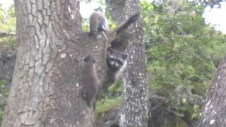 Cute Baby Racoons with Mama Racoon in Tree [upl. by Aihtnis456]