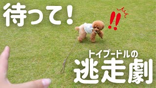 我が家の迷子犬の探し方。｜トイプードル｜失踪 [upl. by Nileuqay]