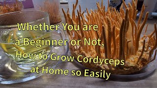 The easiest way to grow Cordyceps militaris at Home [upl. by Nylzor]