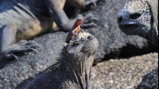 Lava Lizard and Marine Iguanas in the Galapagos Islands [upl. by Blackman]