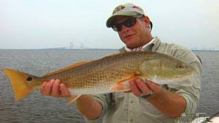 Jacksonville Redfish Fishing the Flats with DOA Fishing Lures [upl. by Robin50]