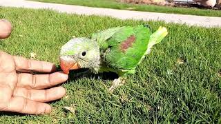 How to tame a alexandrine baby parrot  Perroquet [upl. by Anel]