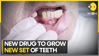 This drug could allow you to grow new teeth  Latest News  WION [upl. by Neelav427]