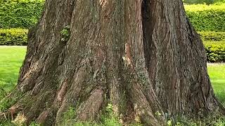 Is this the largest Dawn Redwood Tree in America [upl. by Ilah]