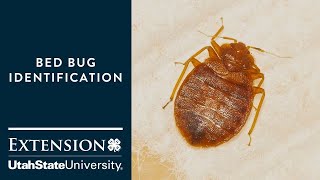 How to Identify Bed Bugs [upl. by Saxena551]