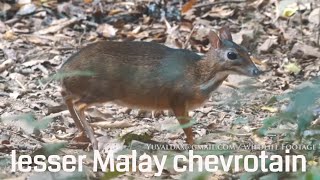 lesser Malay chevrotain [upl. by Yettie163]