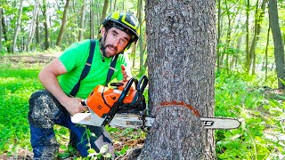 BEGINNER GUIDE TO CUTTING A TREE [upl. by Enelyahs148]