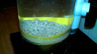 diy fluidized bed reactor test ecoBAK bio pellets skimmer filter thing [upl. by Mecke847]