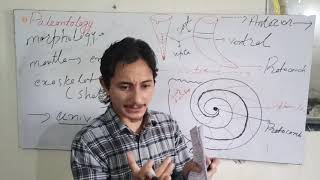 Geology Lecture 3 Paleontology Cephalopoda [upl. by Aluk385]