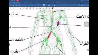 مرحله اولى صيدله جامعه التراث Lymph vascular systempart 1Histology [upl. by Mathilda]