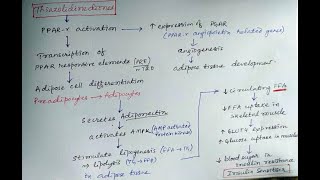 Thiazolidine diones antidiabetic pharmacology [upl. by Aenat]