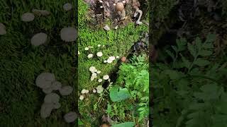 Pinwheel mushroom Marasmius rotula not edible [upl. by Anivas]