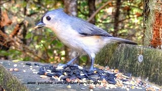 Tufted Titmouse Call [upl. by Lemar483]