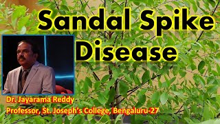 Sandal Spike Disease  Phytoplasma  Dr Jayarama Reddy  St Josephs College  Sandalwood [upl. by Bobseine212]