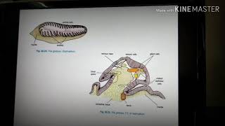 Sense organ of pila [upl. by Marfe]