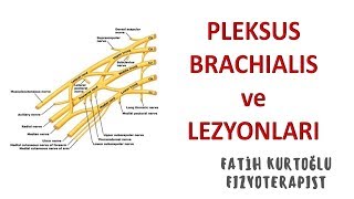 Brachial Pleksus Anatomisi [upl. by Karie157]