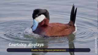 Mysterious behaviors of Ruddy Ducks [upl. by Hasheem351]