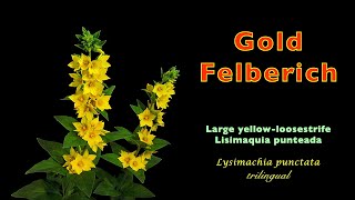 Goldfelberich Lysimachia punctata trilingual [upl. by Bartholemy]