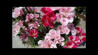 111  How to grow amp care Godetia Satin Flower from seeds Hindi Urdu [upl. by Layla146]