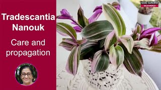 Tradescantia Nanouk Care and propagation [upl. by Izogn]