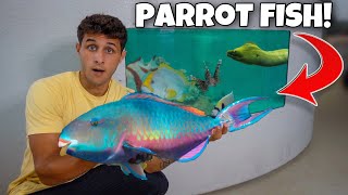 Catching EXOTIC PARROT FISH For My SALTWATER POND [upl. by Miett642]