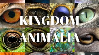 KINGDOM ANIMALIA  INTRODUCTION amp CLASSIFICATION  Zeeraks Biology [upl. by Eenafit]