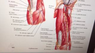 Лучевой нерв n radialis [upl. by Tootsie730]