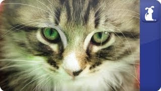 Kitten freaks out at sneeze  Awkward Pet Moments [upl. by Nonnerb945]