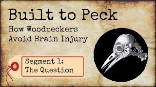 How Woodpeckers Avoid Brain Injury Segment 1 The Question [upl. by Gradeigh]