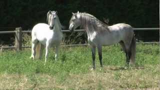 4 PRE Deckhengste im freien Spiel  4 Andalusian stallions and their unbelievable movements [upl. by Aihsinyt]