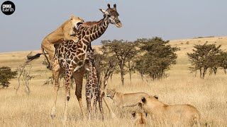 Lion Attack and Eat Giraffe with Baby  Animal Fighting  ATP Earth [upl. by Jansen]