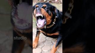 Angry Rottweiler barking viral dog ytshorts shortsfeed shorts [upl. by Maje]