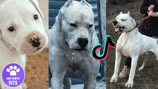 Dogo Argentino are Badass and Cute  Tiktok Compilation [upl. by Fagin671]