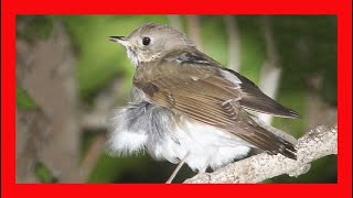 Graycheeked Thrush Song Graycheeked Thrush Call Graycheeked Thrush Sound Singing [upl. by Hedda]