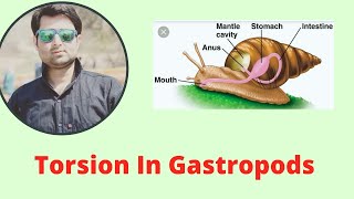 Torsion In Gastropods [upl. by Aphra]