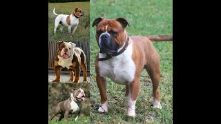 EVERYTHING ISN’T AN OLDE ENGLISH BULLDOGGE LEAVITT BLOODLINES ARE ONLY REAL OLDE ENGLISH BULLDOGGES [upl. by Nevetse926]