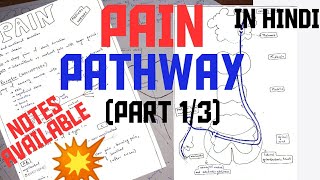 PAIN PATHWAY  PART 13  NOCICEPTORS  NOXIOUS STIMULI [upl. by Sillek982]