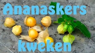 Ananaskers kweken [upl. by Neyuq]