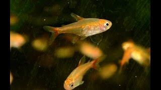 Ember Tetra Hyphessobrycon amandae Species Spotlight [upl. by Immanuel909]