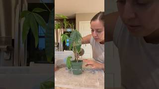 Saving my rotten money tree plantcare moneytree planthelp [upl. by Sterling]