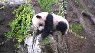 Panda Baby Climbs and Falls [upl. by Carisa938]