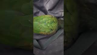 Pionus parrot playing in luggage [upl. by Stier]