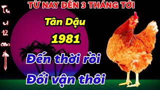 ĐẾN THỜI ĐỔI VẬN TÂN DẬU 1981 TỪ NAY ĐẾN 3 THÁNG TỚI ĐÂY VÉT CẠN LỘC TRỜI GẶP THỜI ĐỔI ĐỜI GIÀU [upl. by Borreri635]